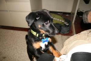 "Excuse me human friend, but if you had time, reviews are super helpful."