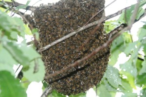 A swarm attached to a branch on an oak tree.