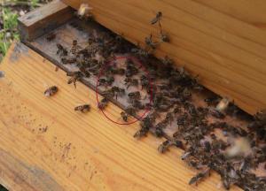 You can see the bees inside the circle fanning towards the outside. 