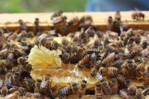 Soon they will be making sweet sweet honey!