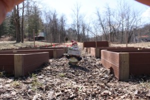 Gnorm the Gnome protecting the freshly created beds.