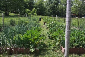 Happy plants in a giant cage!