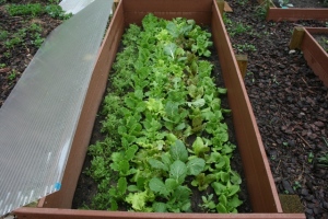 Jumpstart the growing season by creating cold frame style raised beds. 