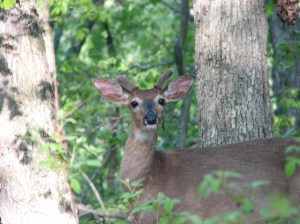 "Are you making fun of my antlers?"
