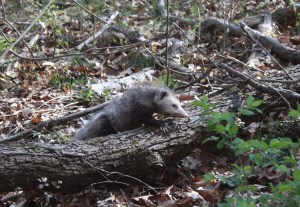Opossum or Skesis?  I can never tell. 
