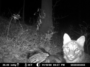 Bobcat figured out exactly where the infrared trail cam was. Clever girl. 