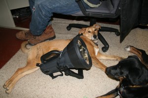 A flashlight nearly as big as a dog....perfect present for my sister?