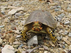 "I will dispose of your bacteria-laden bag lettuce and shrimp."