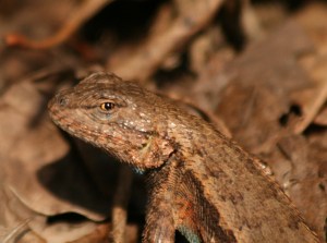 "I want to be clear, I'm not looking for a girlfriend..."