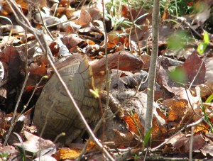 Real turtle porn is the next big thing