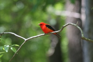 Go home Tananger, we're talking about Cardinals! Besides, you're in S. America right now, pansy.