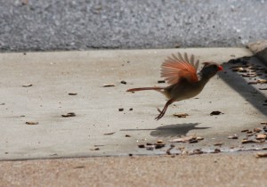 Activate escape mode!