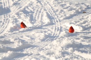 We shall stomp away the snow!