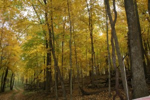 I don't like sugar maples, but damn it they can put on a show sometimes.