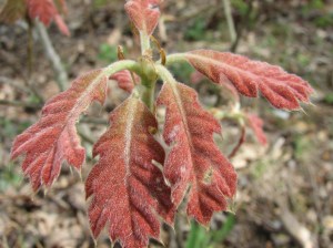 Go home baby oak leaves, you're drunk.