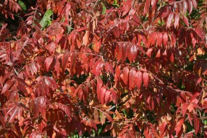 Rhus copallina strutting its stuff.